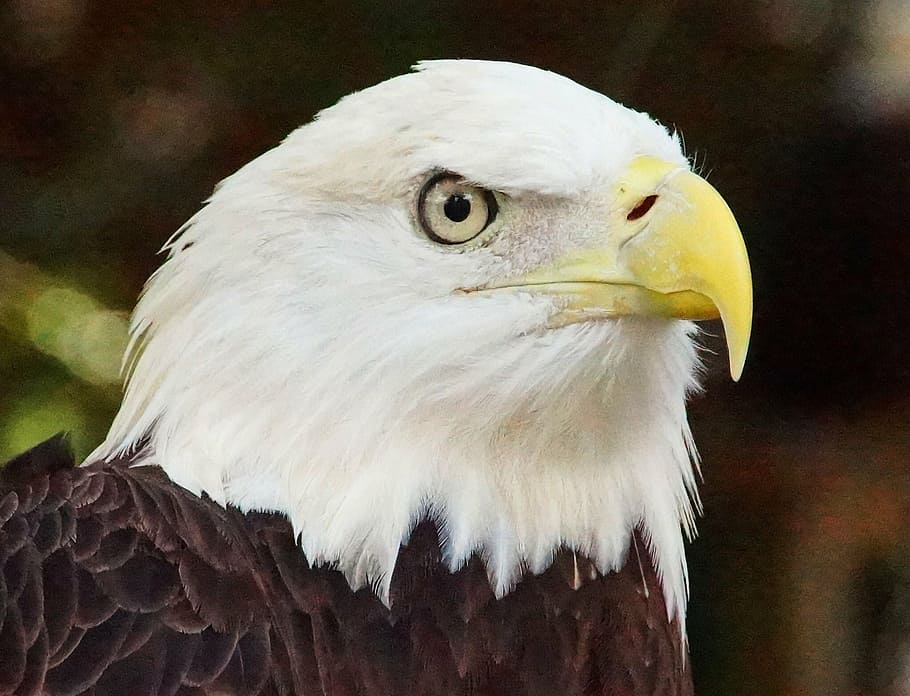 eagle, nature, bird, animal, beak, eye, head, eagle - Bird HD wallpaper