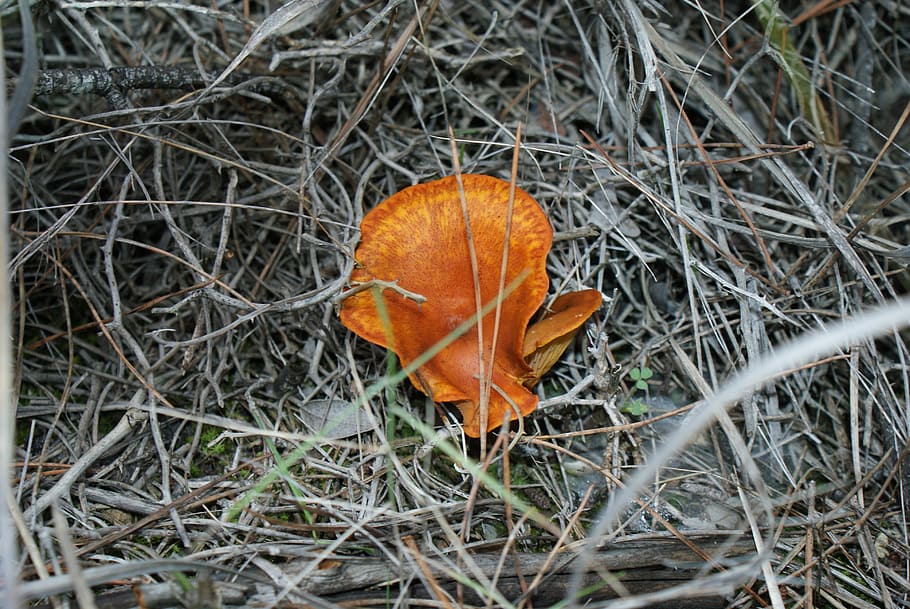 autumn, forest, mushrooms, orange color, plant, nature, field HD wallpaper