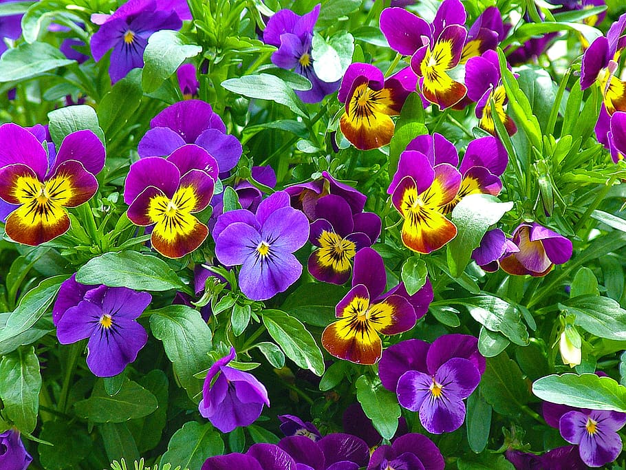 red and purple petaled flower closeup photo, pansy, plant, yellow HD wallpaper