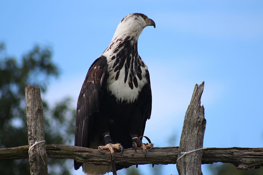 bird, eagle, feather, predator, nature, flying, wildlife, animal HD wallpaper