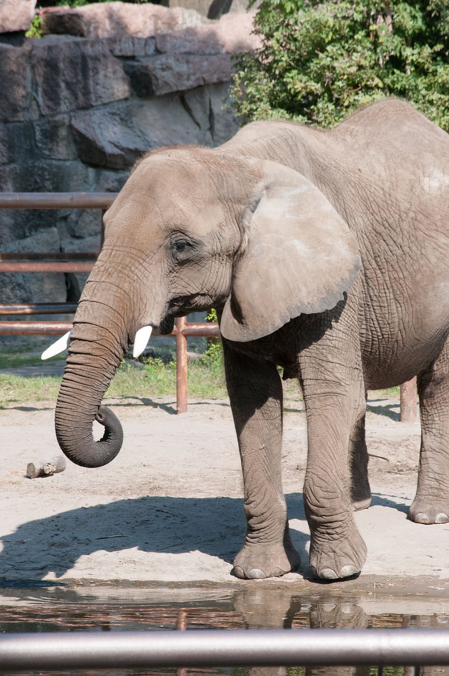 Работа в зоопарке на лето. Североафриканский слон вымерший. Слон в зоопарке. Слон фото. Слоны в зоопарке.