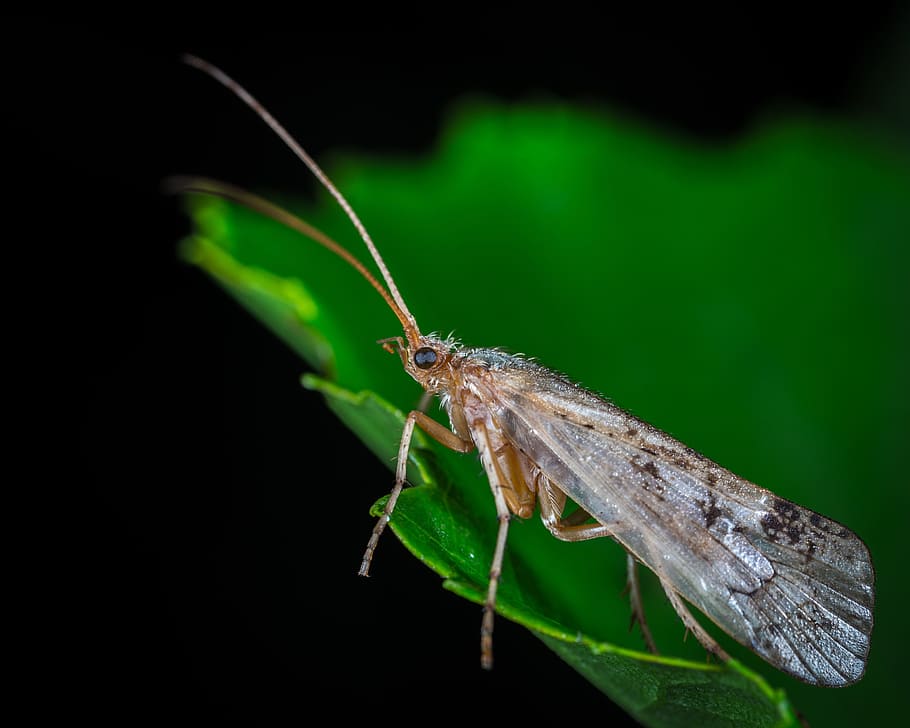 insect, nature, wing, mustache, bespozvonochnoe, mol, macro HD wallpaper