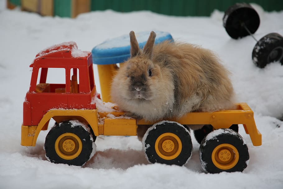 Rabbit, Ears, Nature, Hare, Animals, cute, pet, stroll, winter HD wallpaper