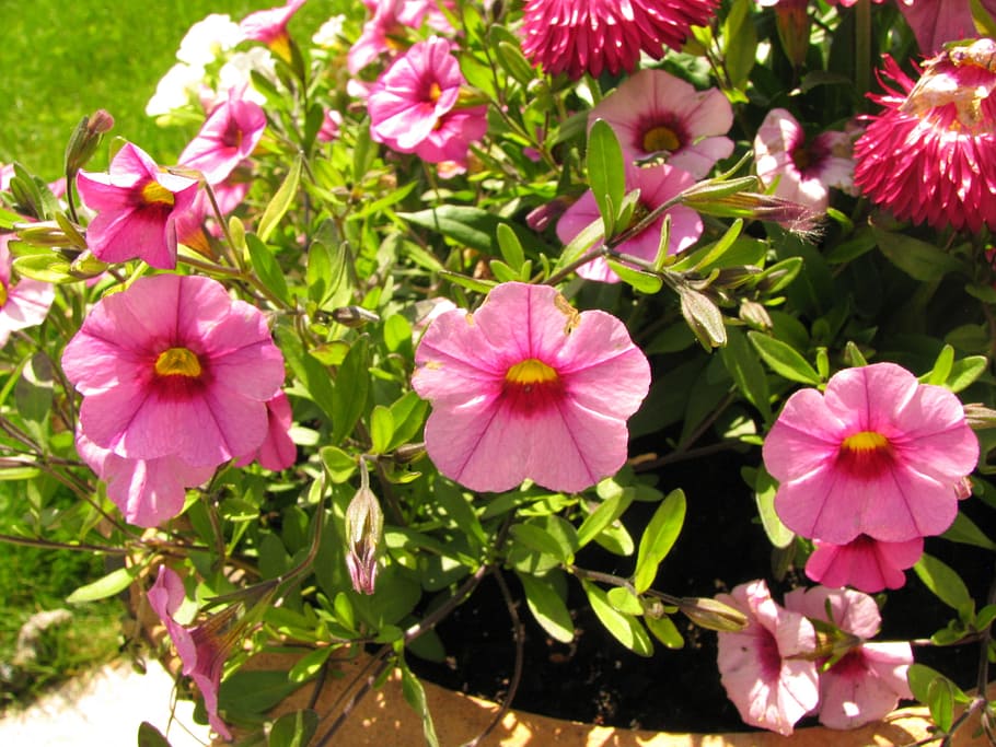Flower, Nature, Flowerpot, flowers, red, summer flower, pink color HD wallpaper