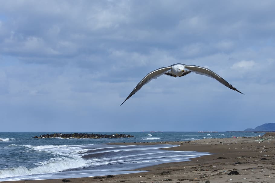 Animal, Cloud, Sea, Beach, Wave, sky, sea gull, seagull, seabird HD wallpaper