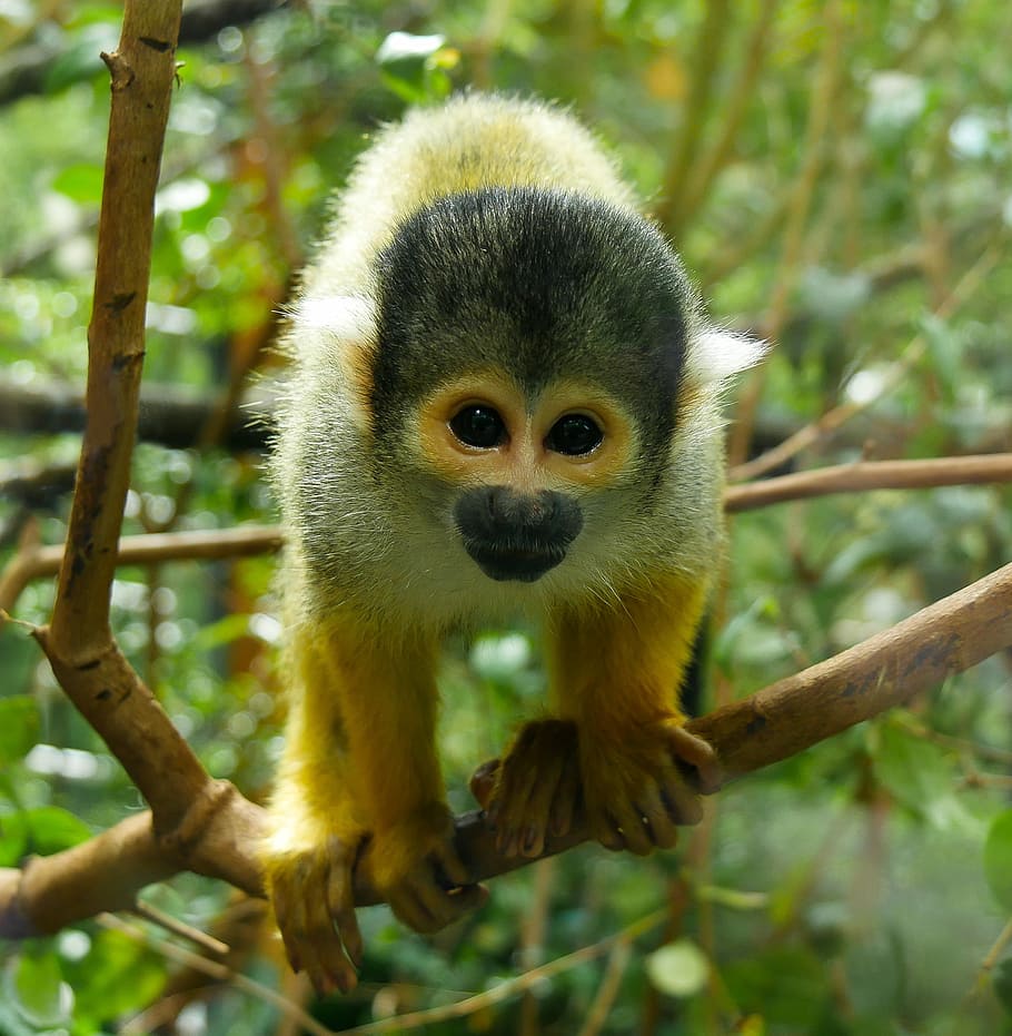 monkey on tree branch, primate, animal world, mammal, cute, capuchin, HD wallpaper
