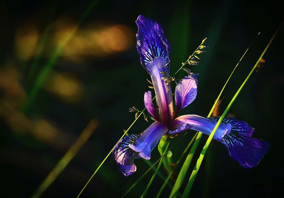 macro shot photography of purple iris flower in bloom, iris versicolor HD wallpaper