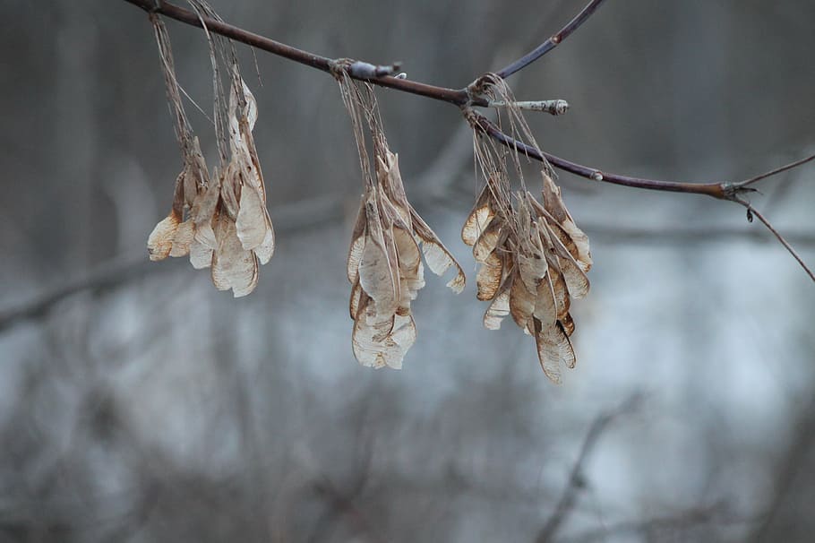 winter, seeds, branch, nature, tree, outdoor, dry, focus on foreground HD wallpaper
