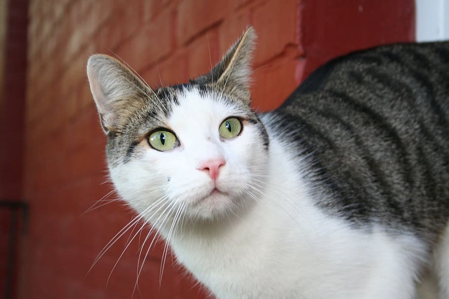 cat, wall, animals, domestic, pets, domestic animals, domestic cat HD wallpaper