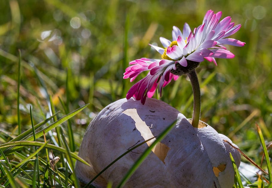 daisy, flower, macro, blossom, bloom, close, spring, shell HD wallpaper