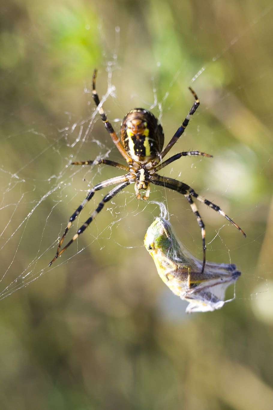 spider, macro, nature, cobweb, invertebrate, animals in the wild HD wallpaper