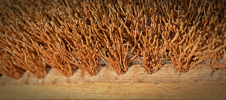brush, bristles, close, root brush, hand brush, scrub, clean HD wallpaper