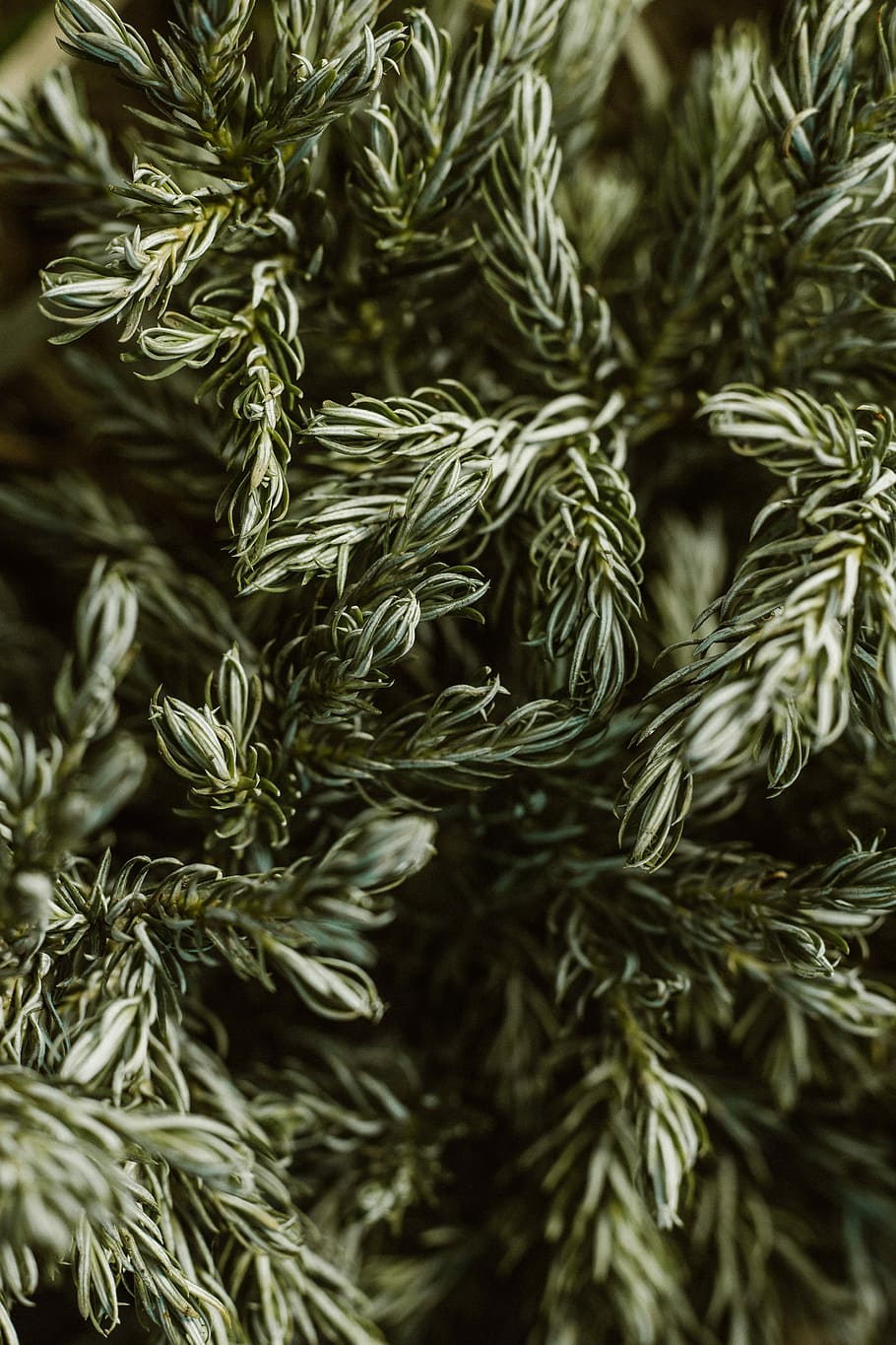 green leaf plant, selective focus photography of green pine leaves HD wallpaper