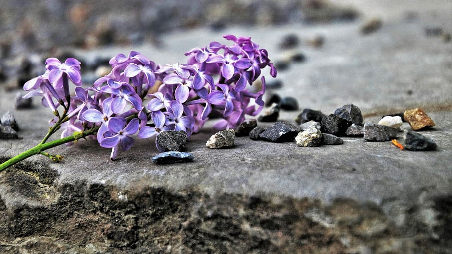 without, violet, nature, spring, flower, plant, at the court of HD wallpaper
