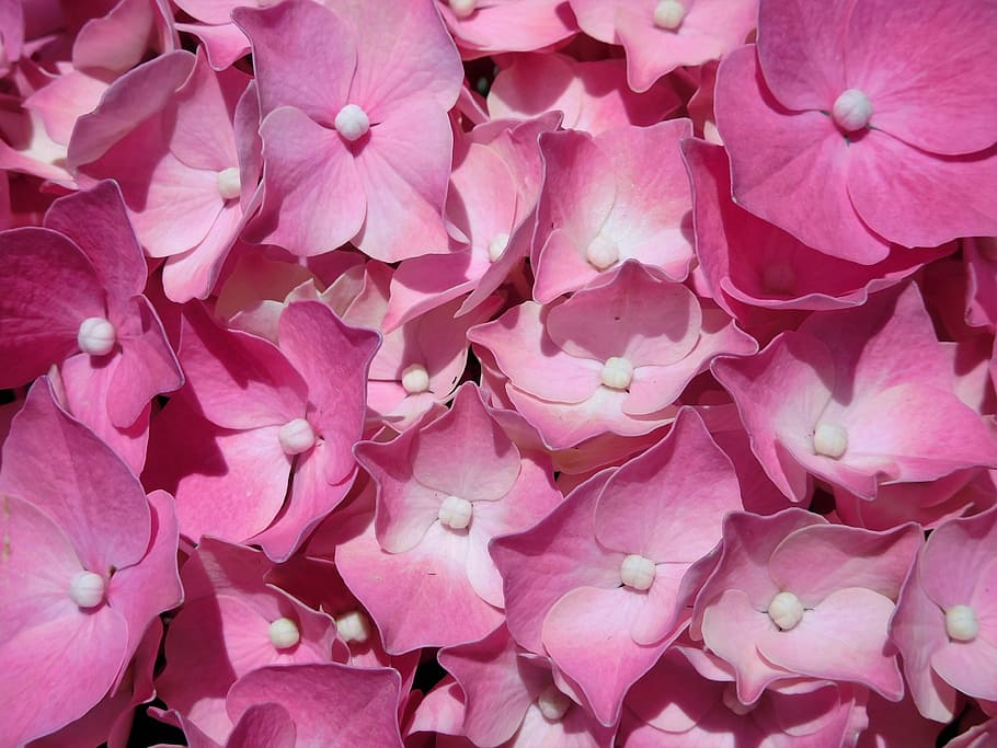 bunch of pink petaled flowers, hydrangea, pink hydrangea, plant HD wallpaper