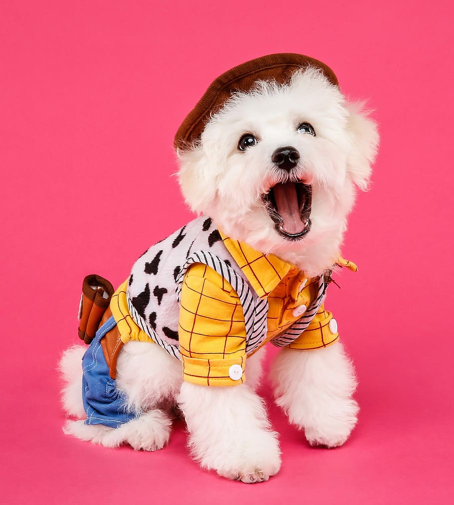 white Maltese puppy on Woody costume, bichon we now, jelly carpet ghz, HD wallpaper