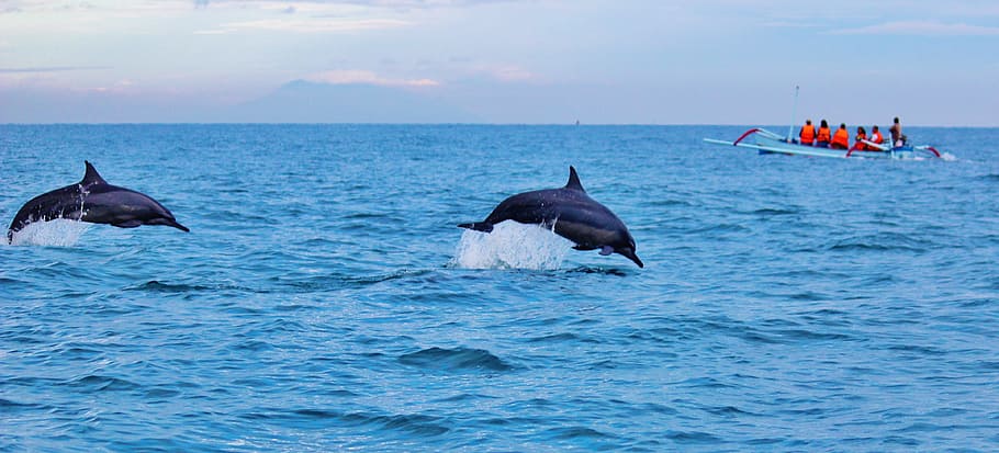 two blue dolphins diving in water, ocean, jumping, wildlife HD wallpaper