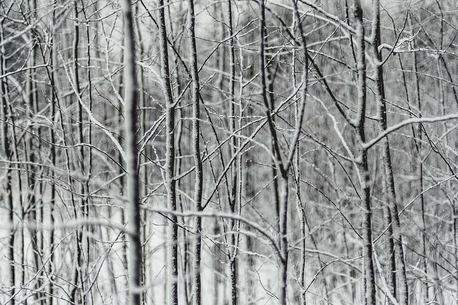 close-up photo of leafless trees, grayscale, photography, branch HD wallpaper