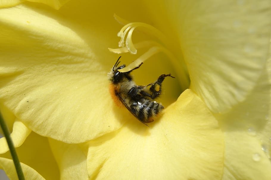 Flower, Bee, Macro, Insect, summer, nature, pollination, spring HD wallpaper