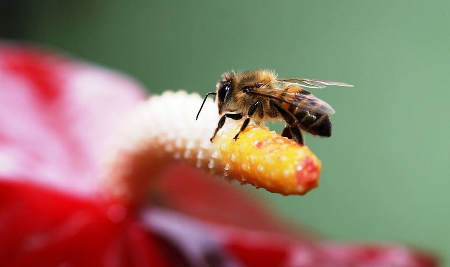 nature, insects flying, quindio, colombia, invertebrate, animal themes HD wallpaper