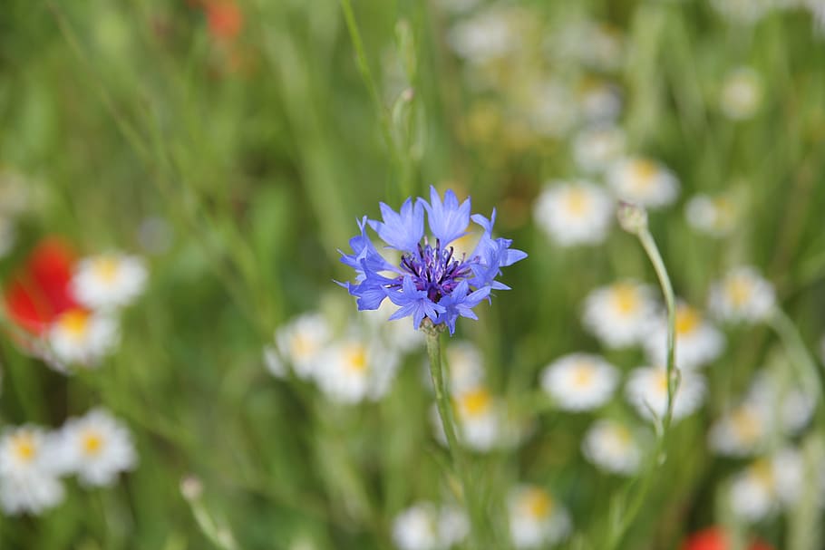 cornflower, pointed flower, flower meadow, bloom, summer, field HD wallpaper