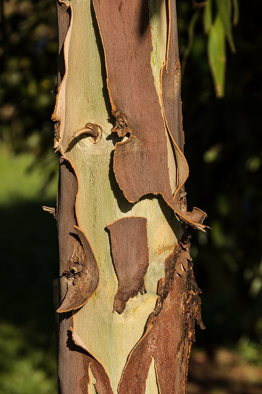 gum tree, bark, peeling, brown, green, eucalypt, trunk, texture HD wallpaper