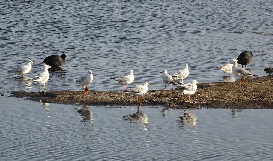 gull, bird, slender-billed gull, chroicocephalus genei, mid-sized HD wallpaper