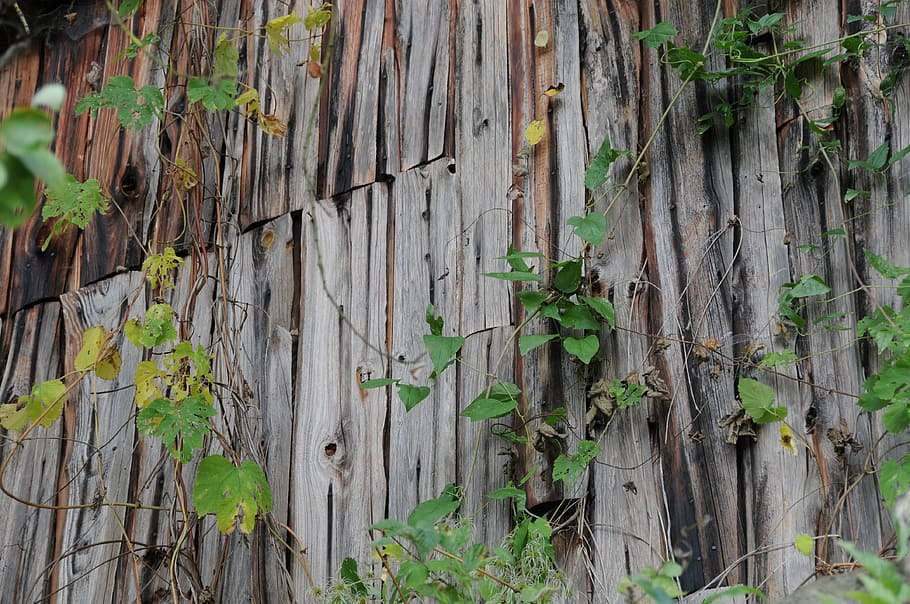 boards, hut, wood, old, barn, weathered, scale, autumn, plant HD wallpaper
