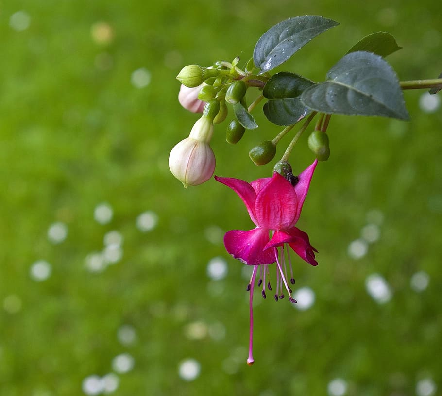 fuchsia, blossom, bloom, nature, flower, plant, garden, flowering plant HD wallpaper