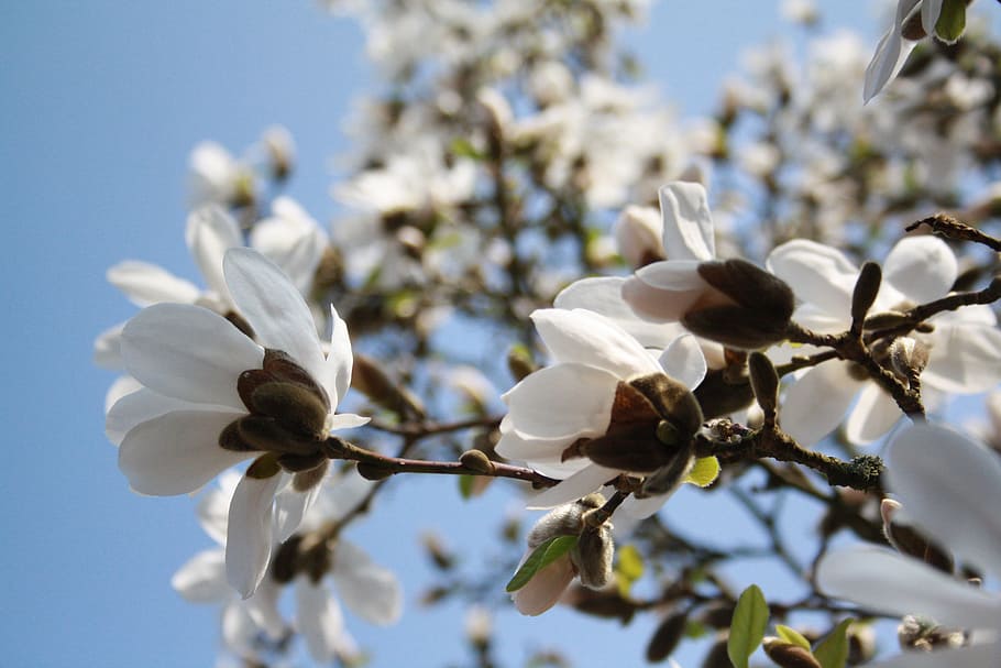 flower, tree, nature, plant, branch, cherry wood, season, bud HD wallpaper