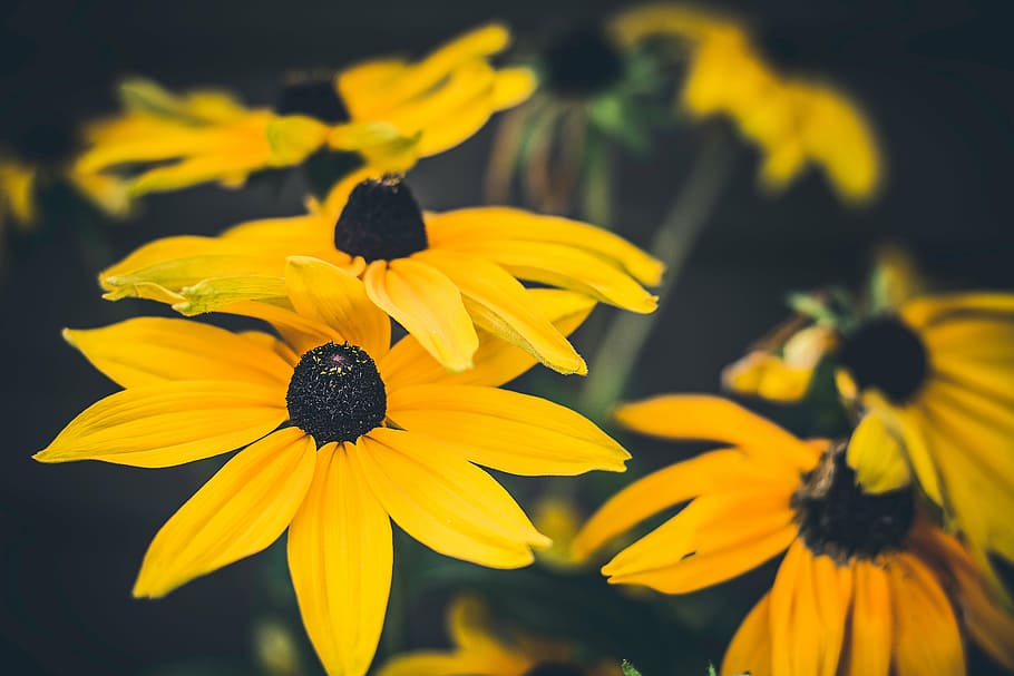 sunflowers photo, yellow, nature, plants, petals, bloom, outdoor HD wallpaper
