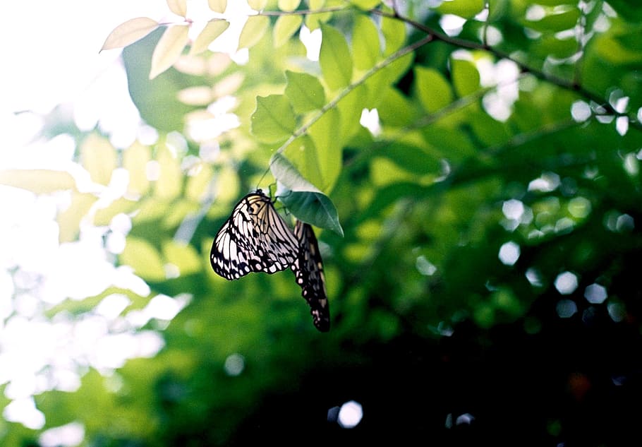 Black and White Butterfly on Brown Tree Branch, animal, beautiful HD wallpaper