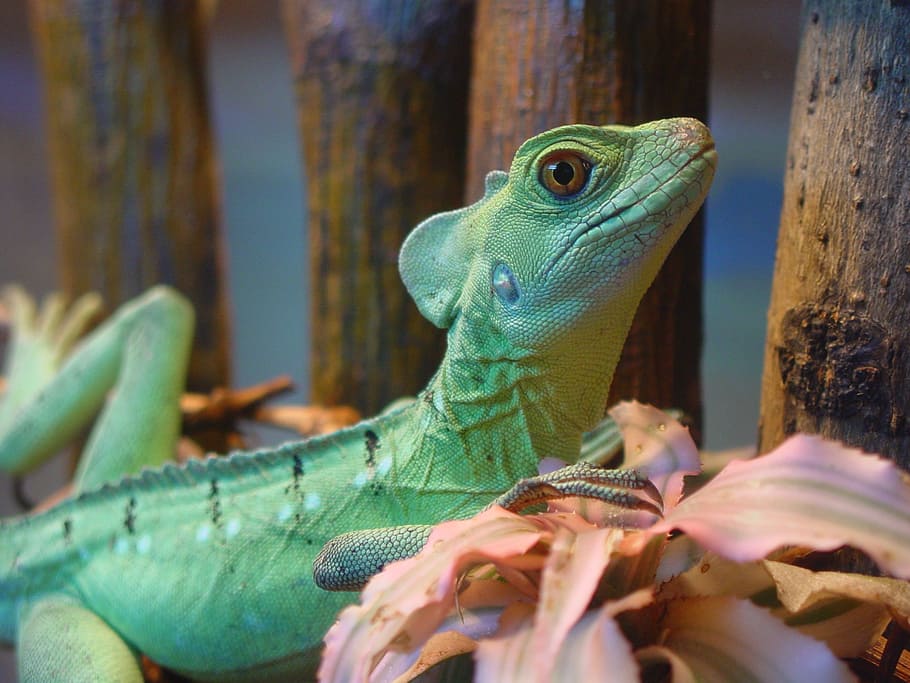 iguana, lizard, animals, reptile, animal themes, vertebrate HD wallpaper
