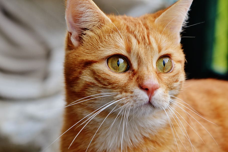 cat, red, cute, mackerel, tiger, sweet, cuddly, animal, domestic cat HD wallpaper