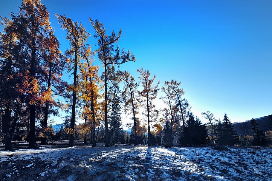 winter, trees, blue sky, plant, beauty in nature, snow, cold temperature HD wallpaper