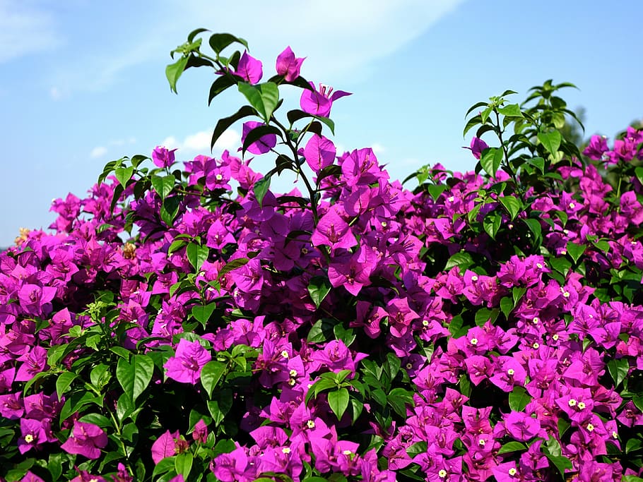 purple bougainvillea, bougainvillea glabra, flower, lesser bougainvillea, HD wallpaper