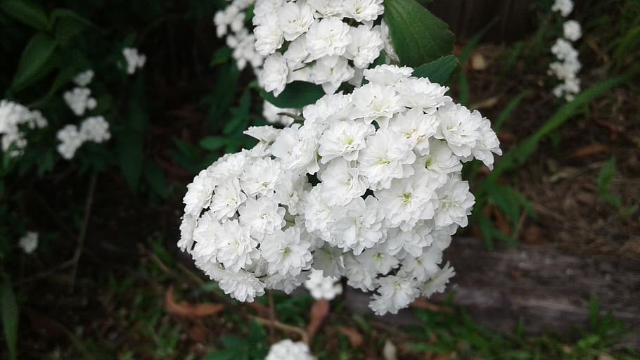 flower, white, a flower, beautiful port, spring, plant, white color HD wallpaper