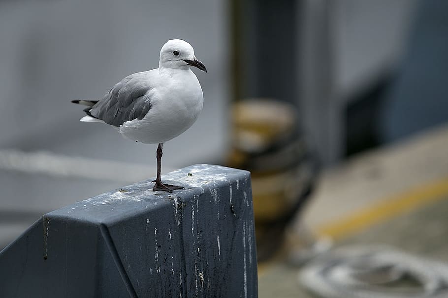 seagull, bird, nature, harbor, seabird, animal themes, vertebrate HD wallpaper