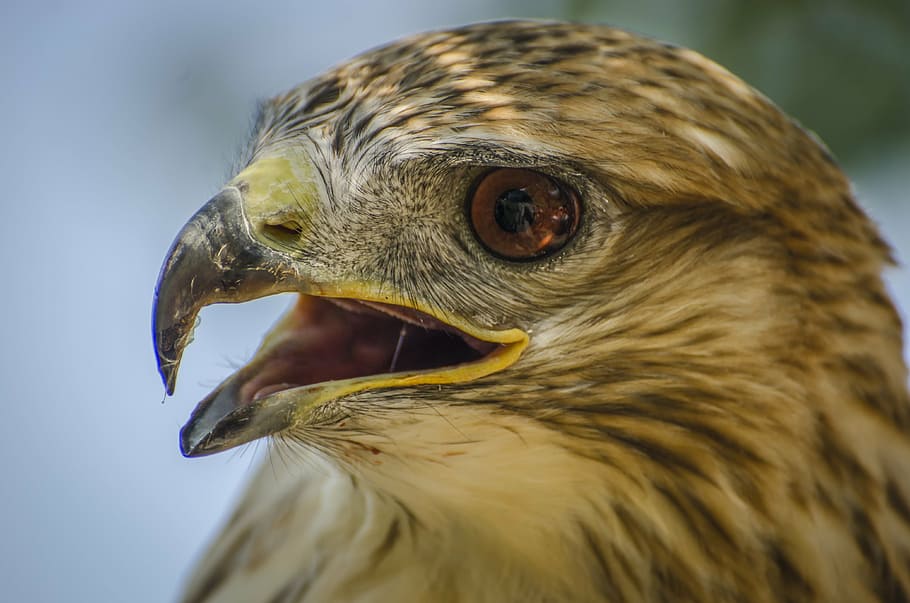 falcon, wildlife, bird, animal, animal portrait, animal themes HD wallpaper