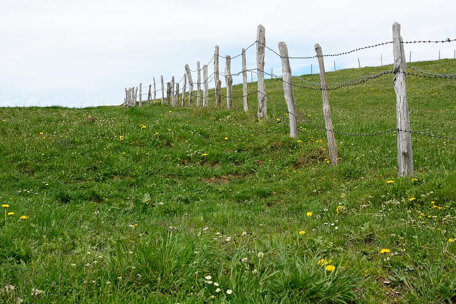 pasture, meadow, nature, green, fence, barbed wire, limit, grass HD wallpaper
