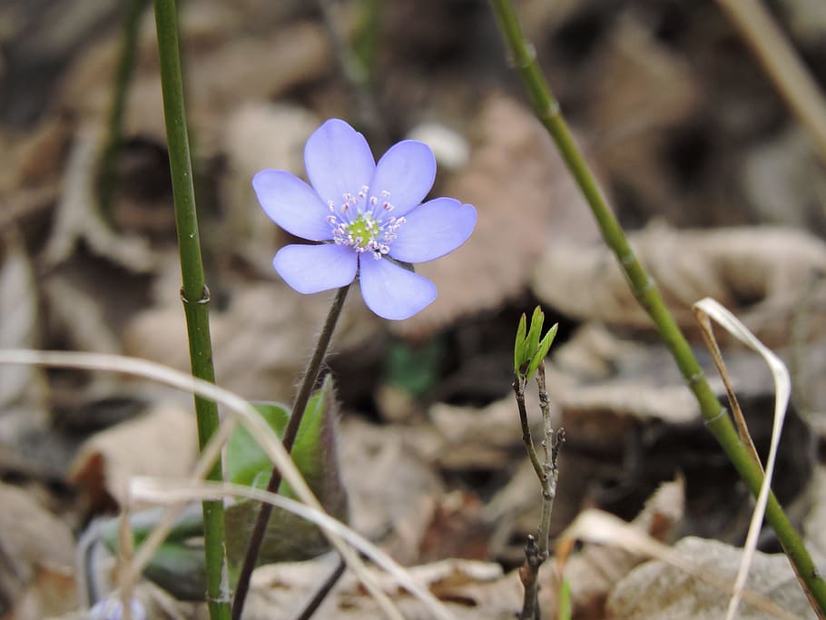 Hepatica, Forest, Idyllic, nature, flower, crocus, plant, springtime HD wallpaper