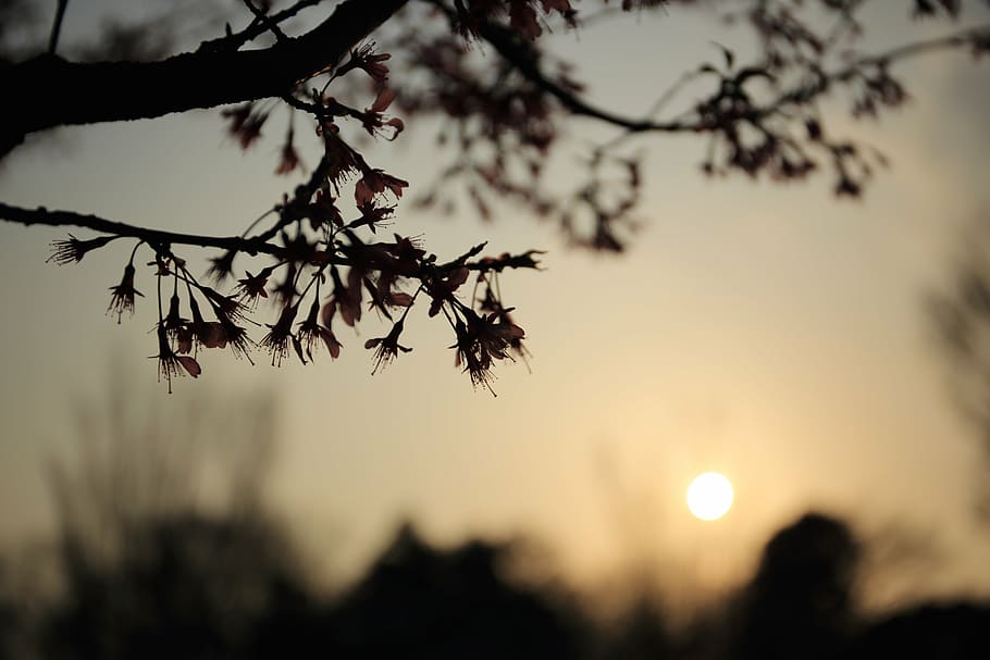 silhouette of tree under golden hour, nature, landscape, trees HD wallpaper