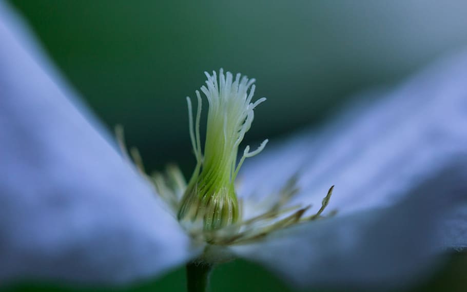 close up photo of flower, bud, blossom, bloom, summer, spring HD wallpaper