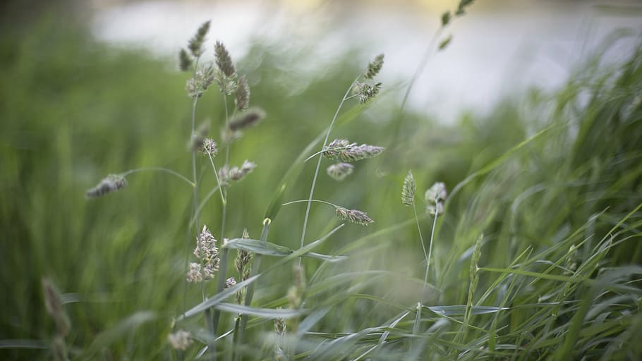 selective focus photography of green grass, assorted, dandelions HD wallpaper
