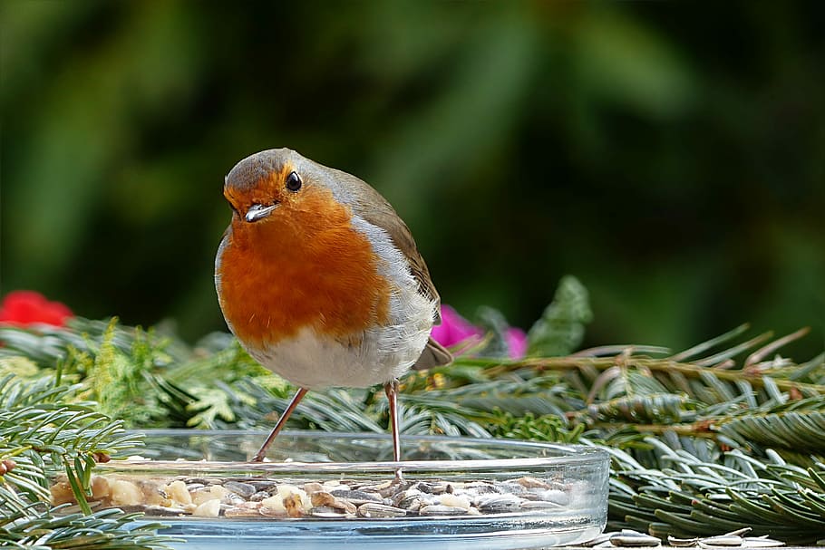 brown and orange bird beside plants, nature, animal, songbird HD wallpaper