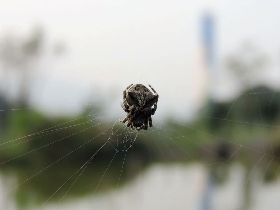 spider, spider web, spider hex, quentin chong, one animal, animal themes HD wallpaper