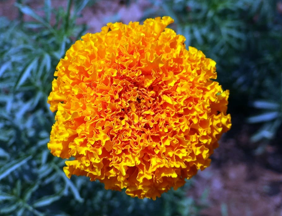 marigold, flower, yellow, genda, jhenduphool, gondephool, tagetes erecta HD wallpaper