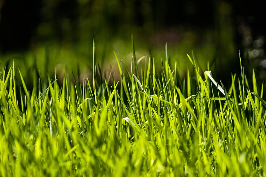 Grass, Rush, Rush, Green, Green, Meadow, Nature, juicy, spring HD wallpaper