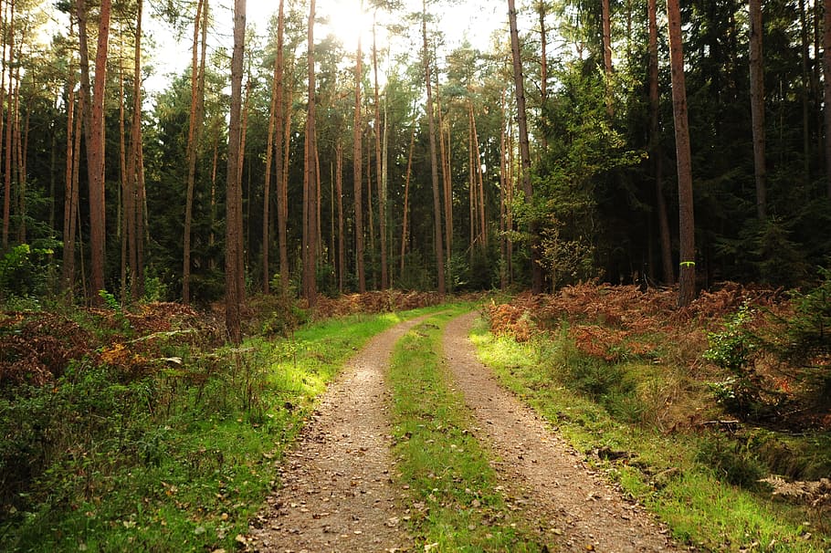 forest path, landscape, trees, nature, trail, nature trail HD wallpaper
