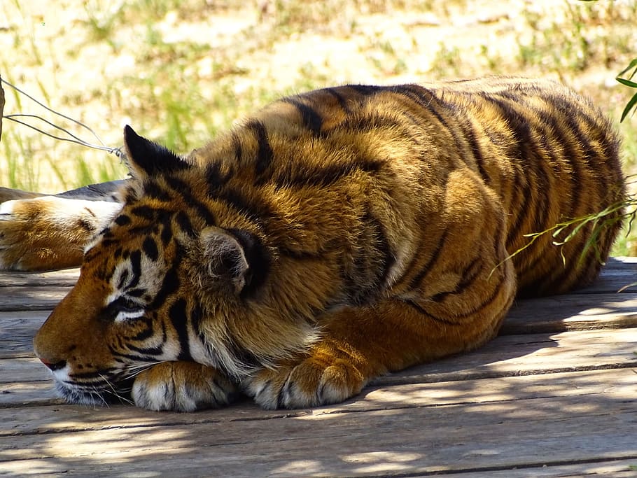 Tiger, Wild Animals, undomesticated Cat, carnivore, wildlife HD wallpaper
